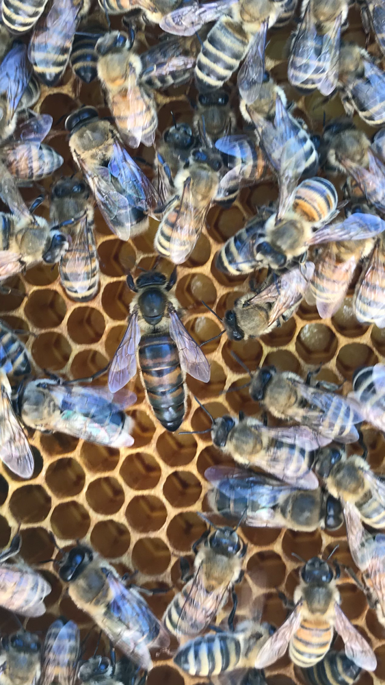 beekeeping lessons, beekeeper, beekeeping Nucs, Queen bee, Honeybee, for sale, Eastern Ontario, Gananoque, Kingston, bee fabulous honey 
